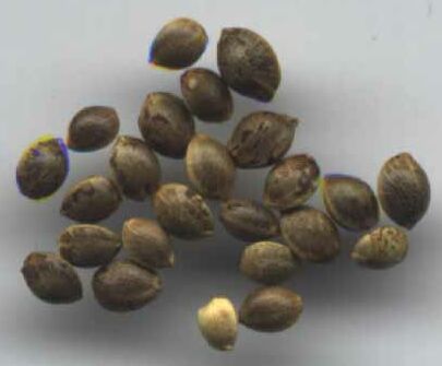 Cannabis sativa.seeds.jpg